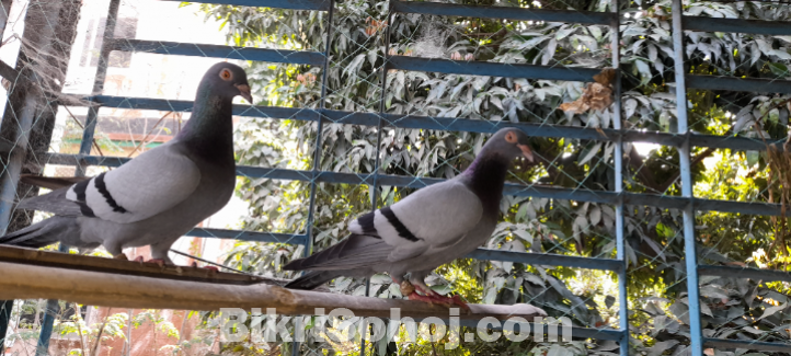 এক জোড়া নিউ রানিং রেসার হোমার বিক্রয় হবে